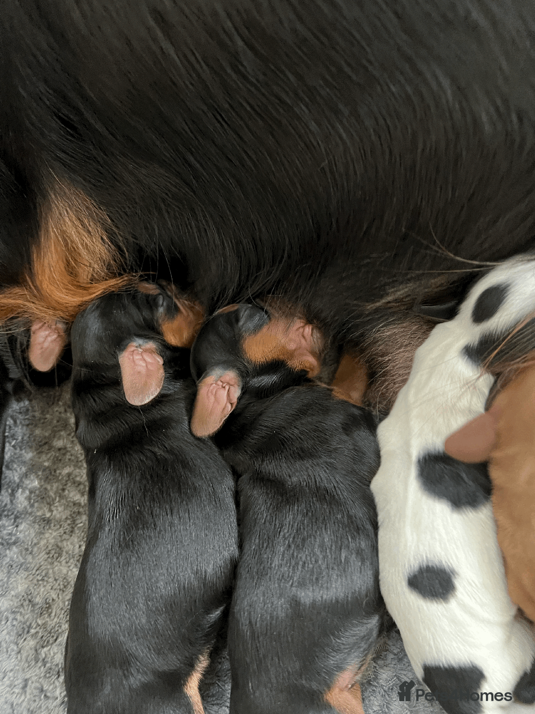 Cocker Spaniel dogs for sale: KC COCKER PUPS TRI BLACK TAN WHITE RED BLUE ROAN - Image 3
