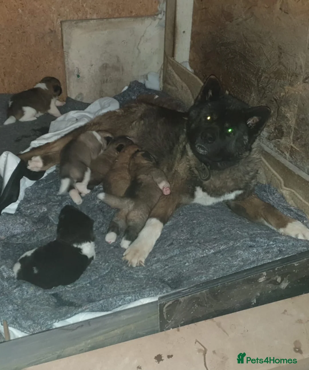 Akita dogs for sale: Akita Pups in Birmingham - Advert 5