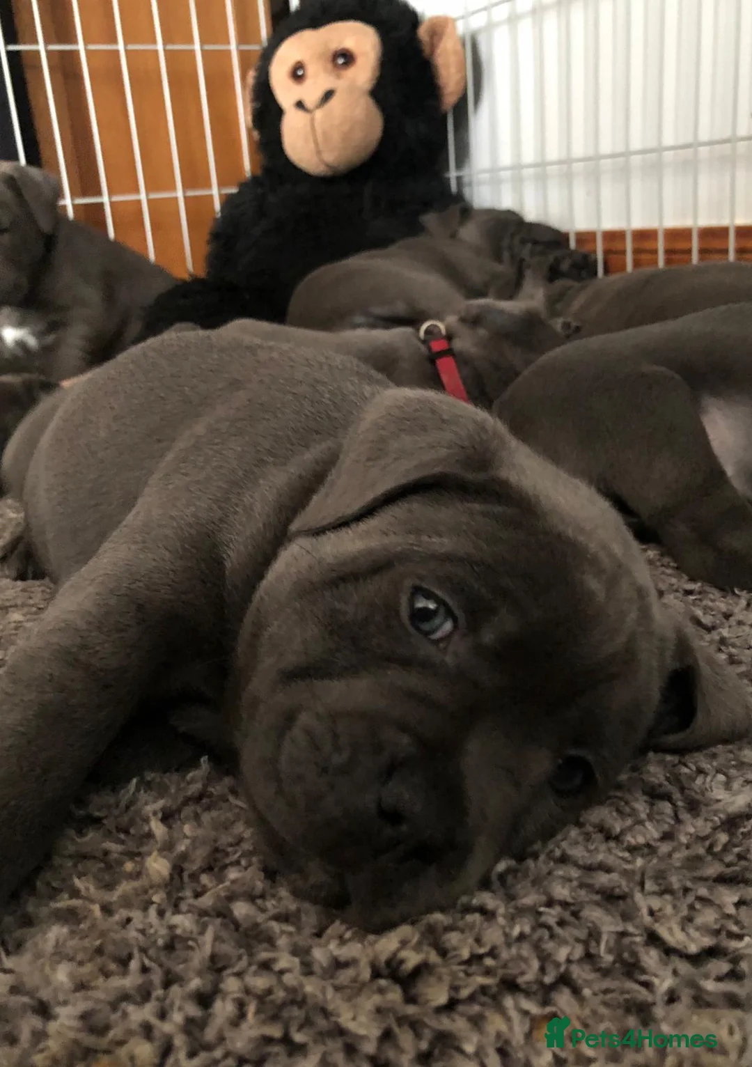 Staffordshire Bull Terrier dogs for stud: PROVEN STUD. ADONIS JUNIOR NOBLESTAFF!!! in Stoke-on-Trent - Advert 14