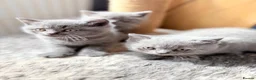 British Shorthair cats for sale: Pure-breed British Shorthair Kittens - Advert 3