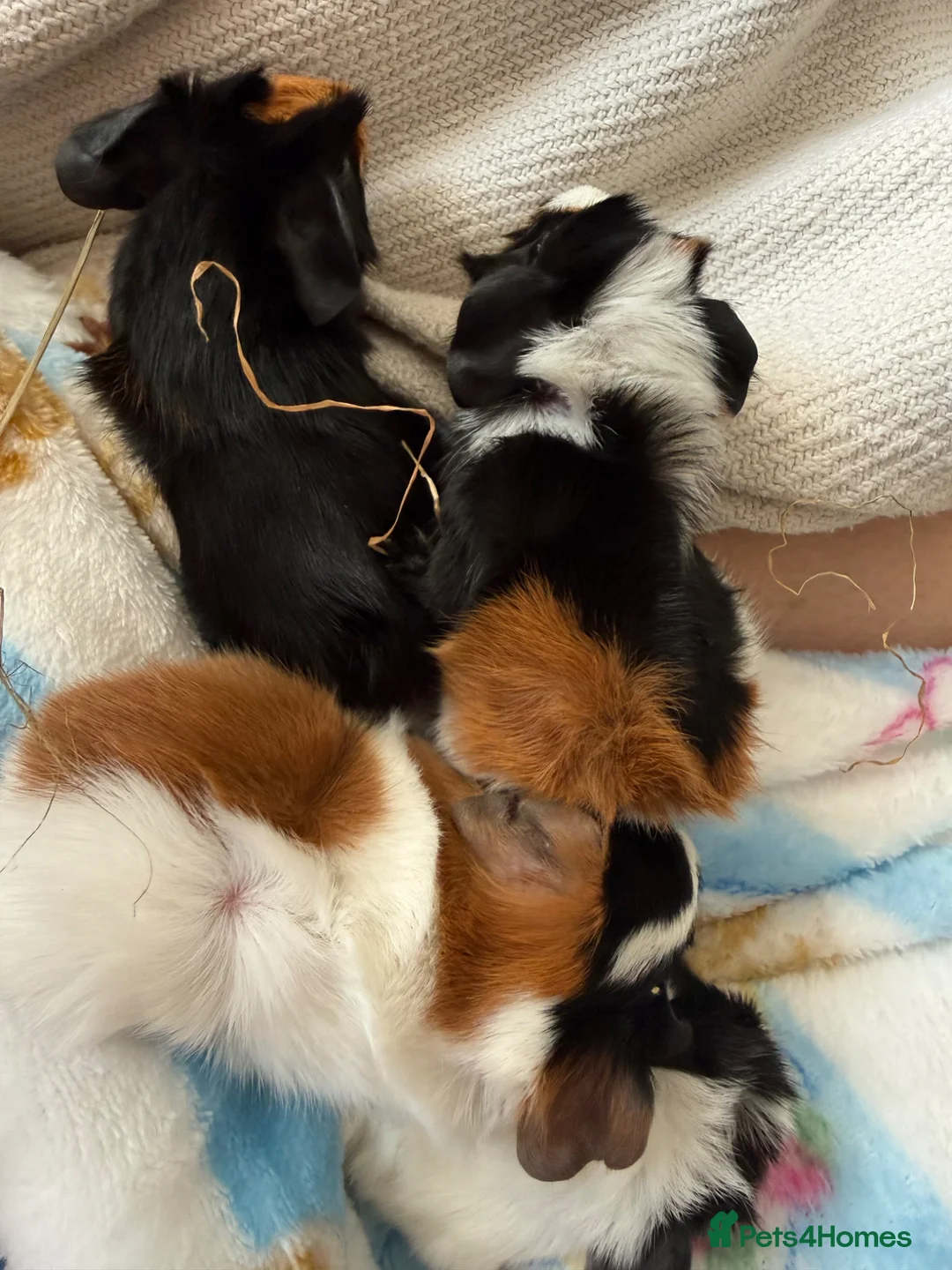 Guinea Pig rodents for sale: Guinea pigs in Lincoln - Advert 8