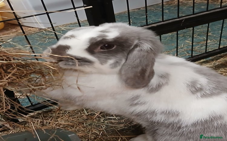 Dwarf Lop rabbits - Advert 1