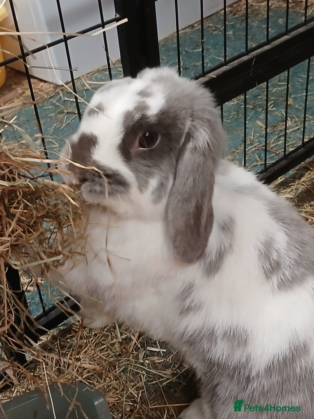 Dwarf Lop rabbits for sale: Male dwarf lop seeking new home - Image 1