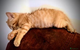 Maine Coon cats for sale: Exceptional Maine Coon x BSH Kittens Available Now - Image 13