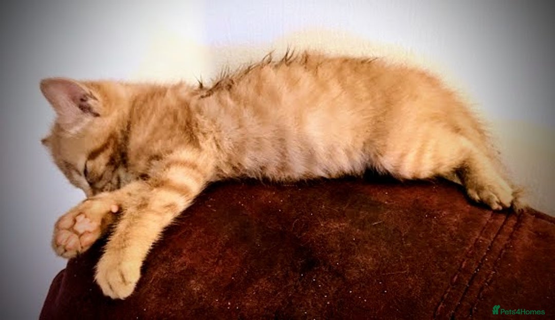 Maine Coon cats for sale: Exceptional Maine Coon x BSH Kittens Available Now - Image 13