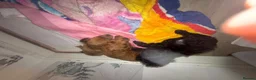 Cockapoo dogs for sale: Beautiful fur ball puppies 🐶  - Advert 6