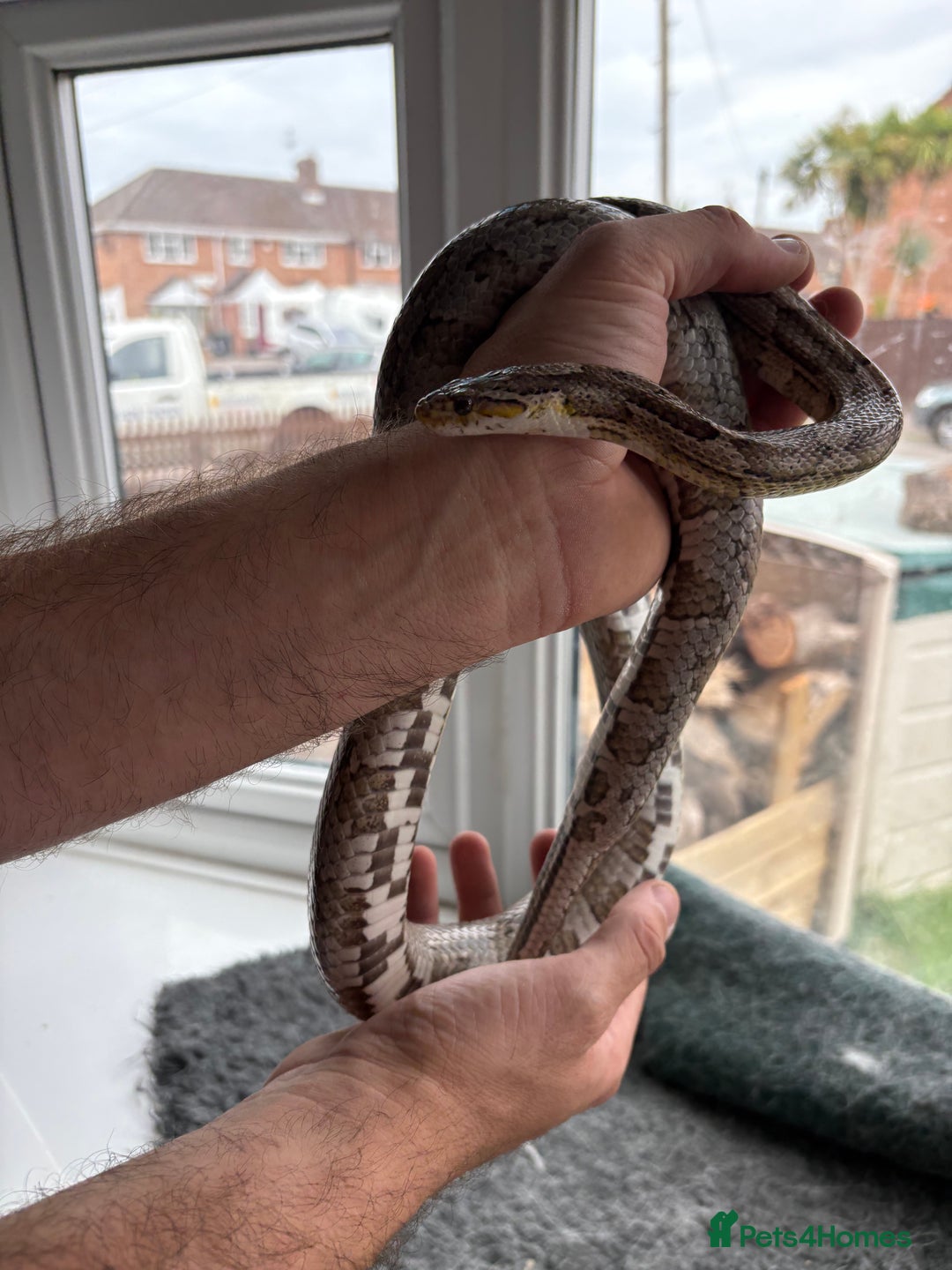 Corn Snake reptiles for sale: 2 x cornsnakes. Separate vivs.  - Image 2