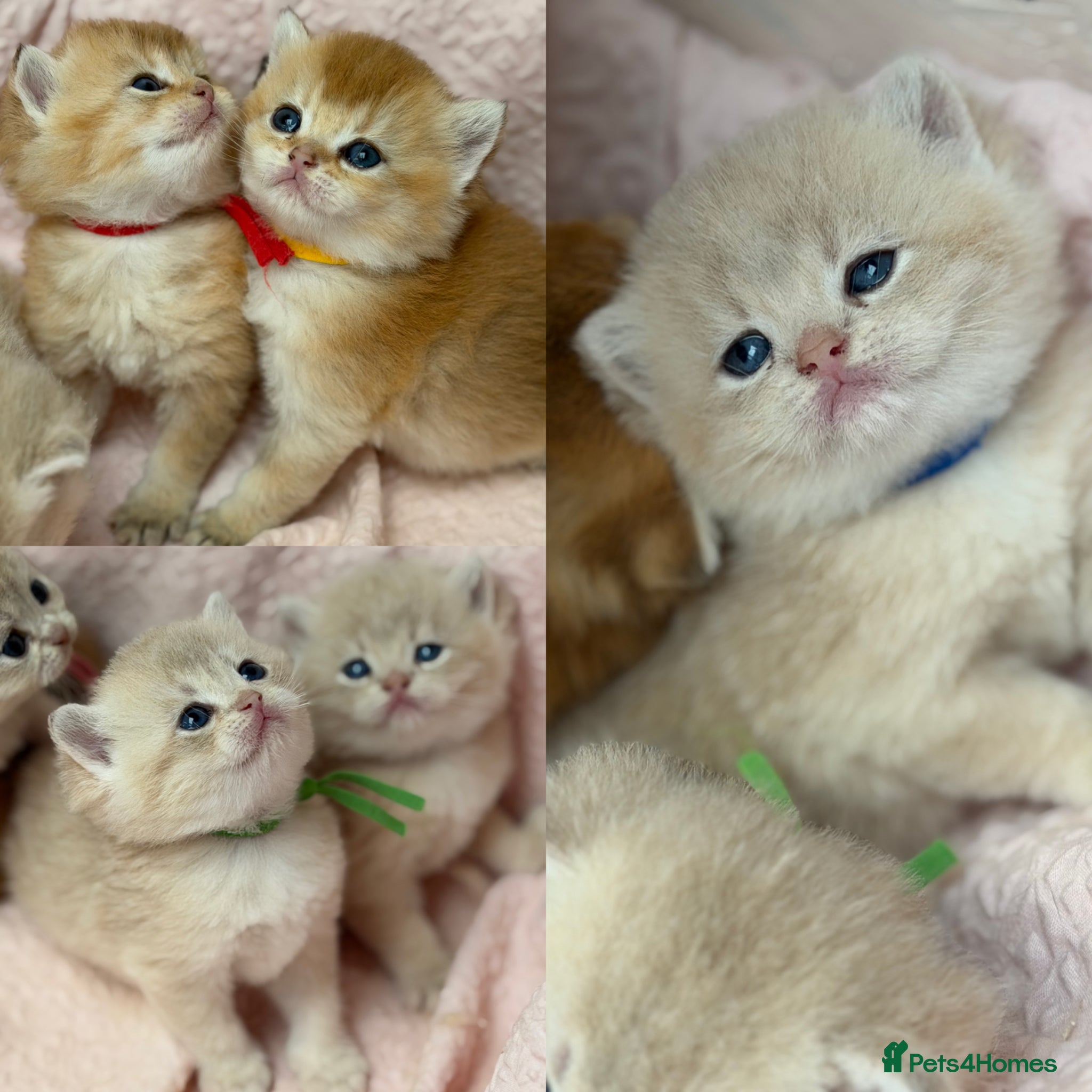 British Shorthair cats British shorthair blue golden kittens GCCF  - Advert 3