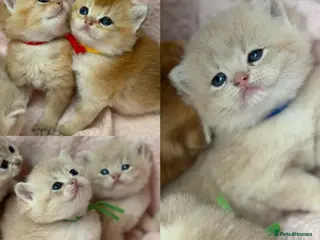 British Shorthair cats British shorthair blue golden kittens GCCF - Advert 9