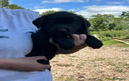 Mixed Breed dogs for sale: Malamute x black Labrador - Image 4