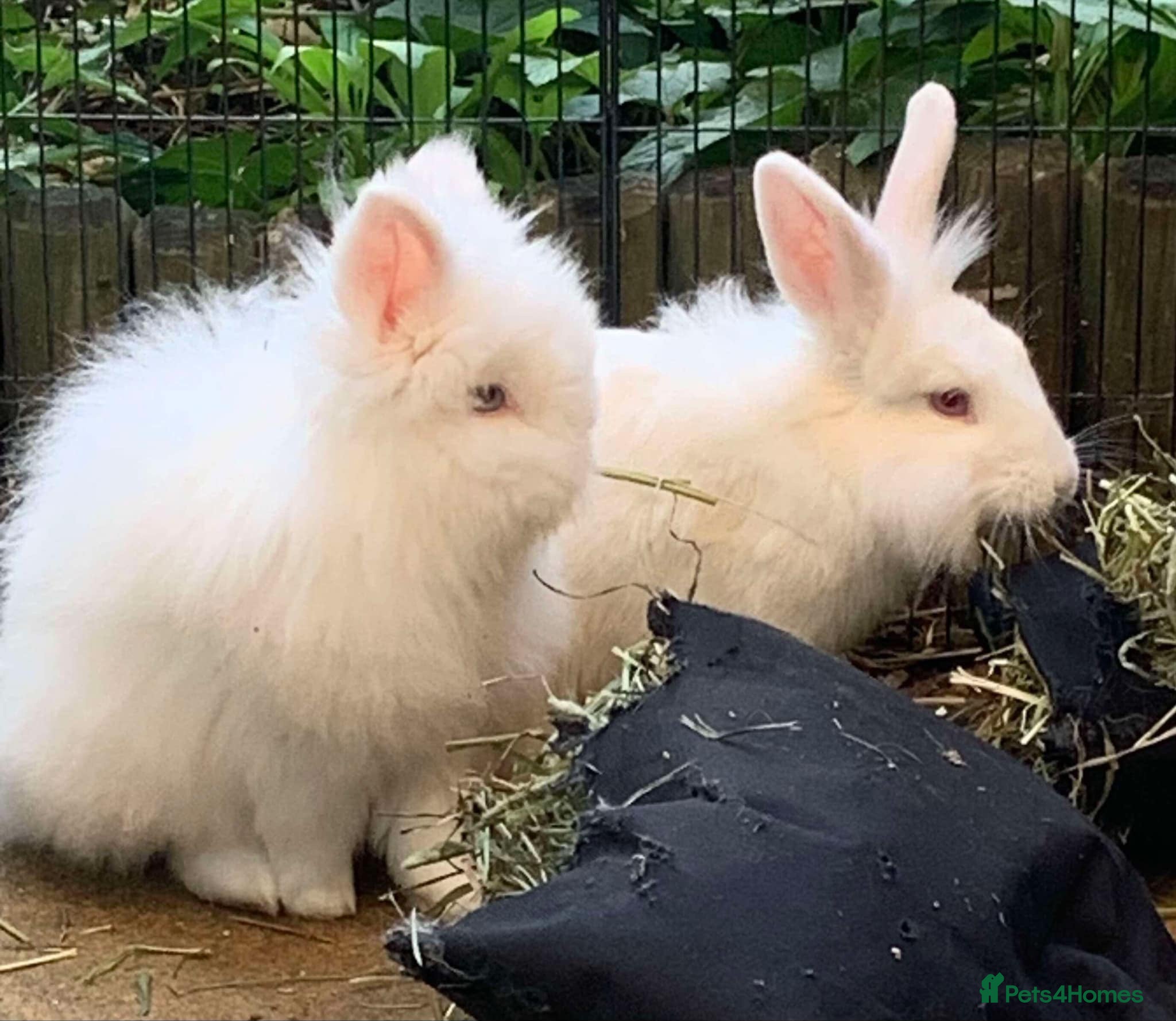 Lionhead rabbits Two Lion Head Crosses - Advert 2