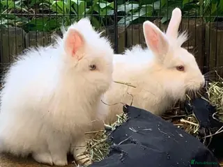 Lionhead rabbits Two Lion Head Crosses - Advert 2