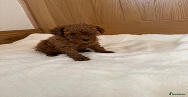 Toy Poodle dogs - Advert 8