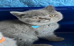 British Shorthair cats for sale: GCCF registered ChampionBloodline 5GENpedigree BSH - Image 12