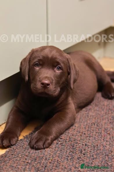 Labrador Retriever dogs Weekend puppy plans? Black & Chocolate boys ready - Advert 14
