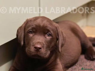 Labrador Retriever dogs Weekend puppy plans? Black & Chocolate boys ready - Advert 7