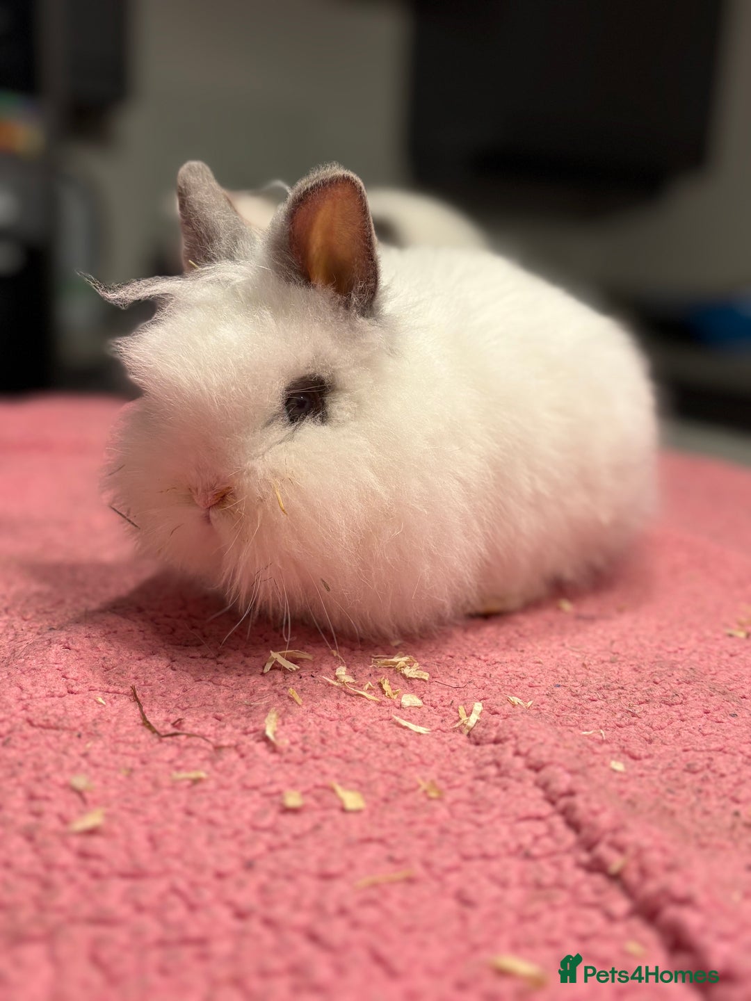 Lionhead rabbits for sale: Male Lionhead for Sale  - Advert 3