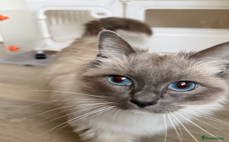 Ragdoll cats - Advert 1