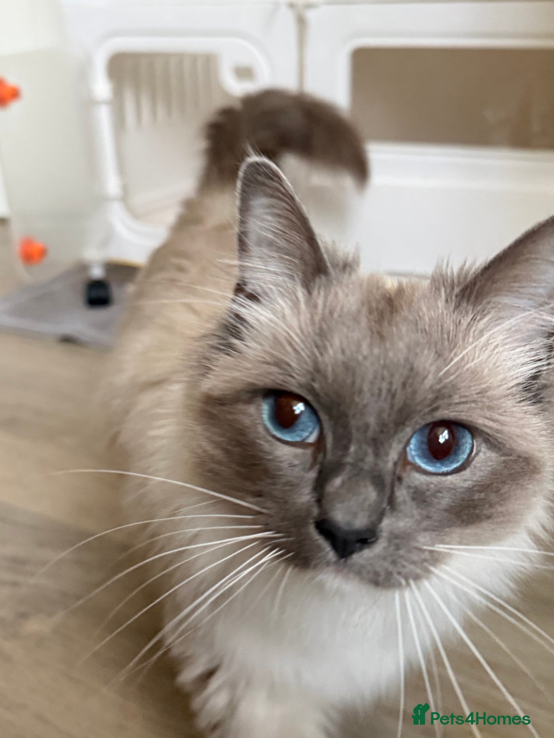 Ragdoll cats for sale: 2 year old Female Ragdoll - Active  - Image 1