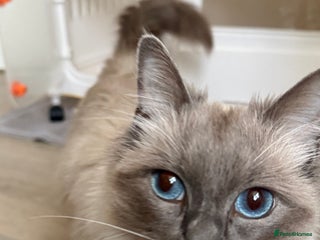 Ragdoll cats - Advert 18