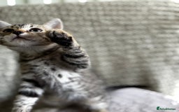 British Shorthair cats for sale: British Shorthair Kittens -Ready for Loving Homes  - Image 10