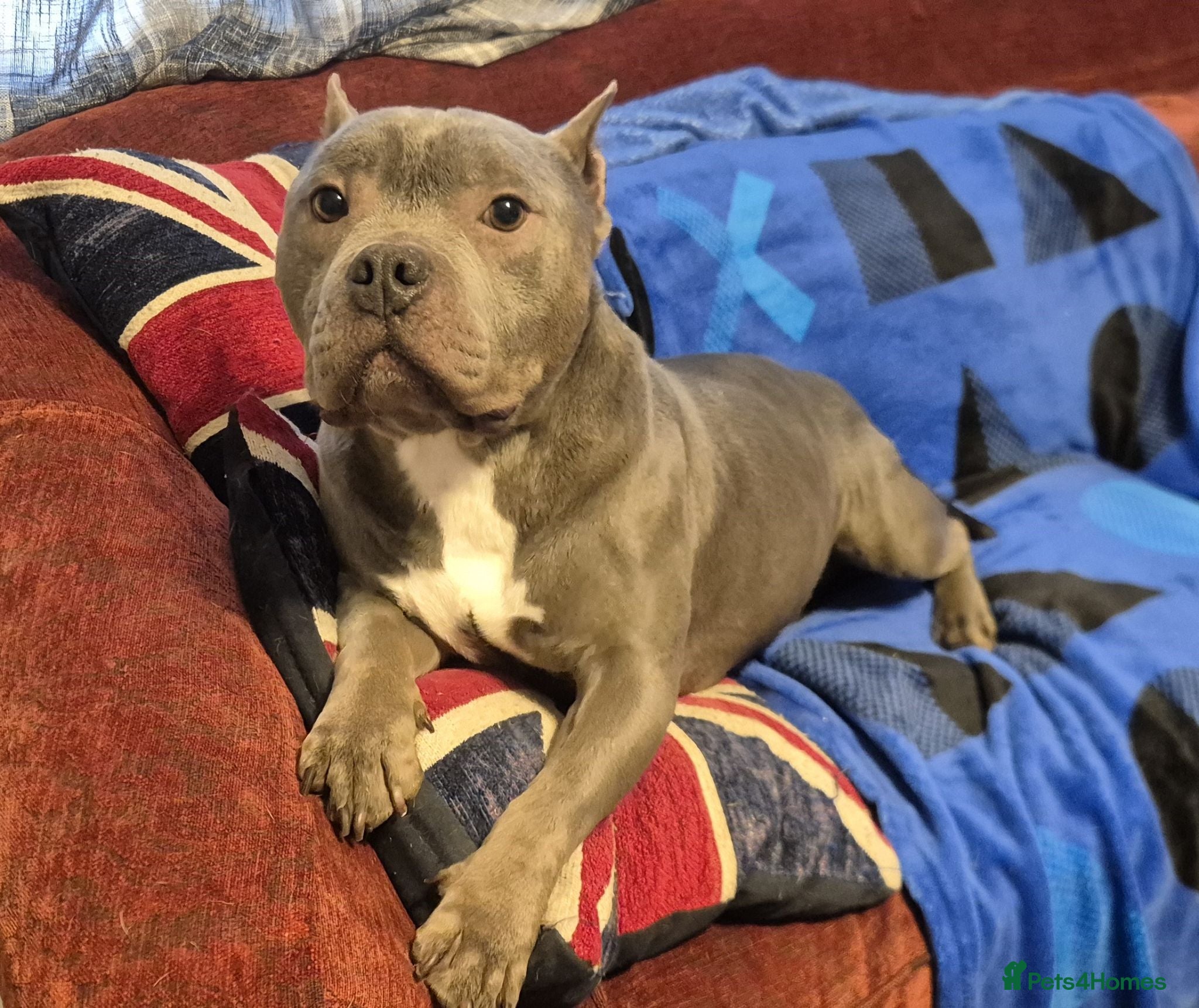 American Bulldog dogs American Bulldog For Rehoming - Advert 3