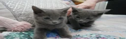 Russian Blue cats for sale: Gorgeous GCCF Russian Blue kittens - Advert 5