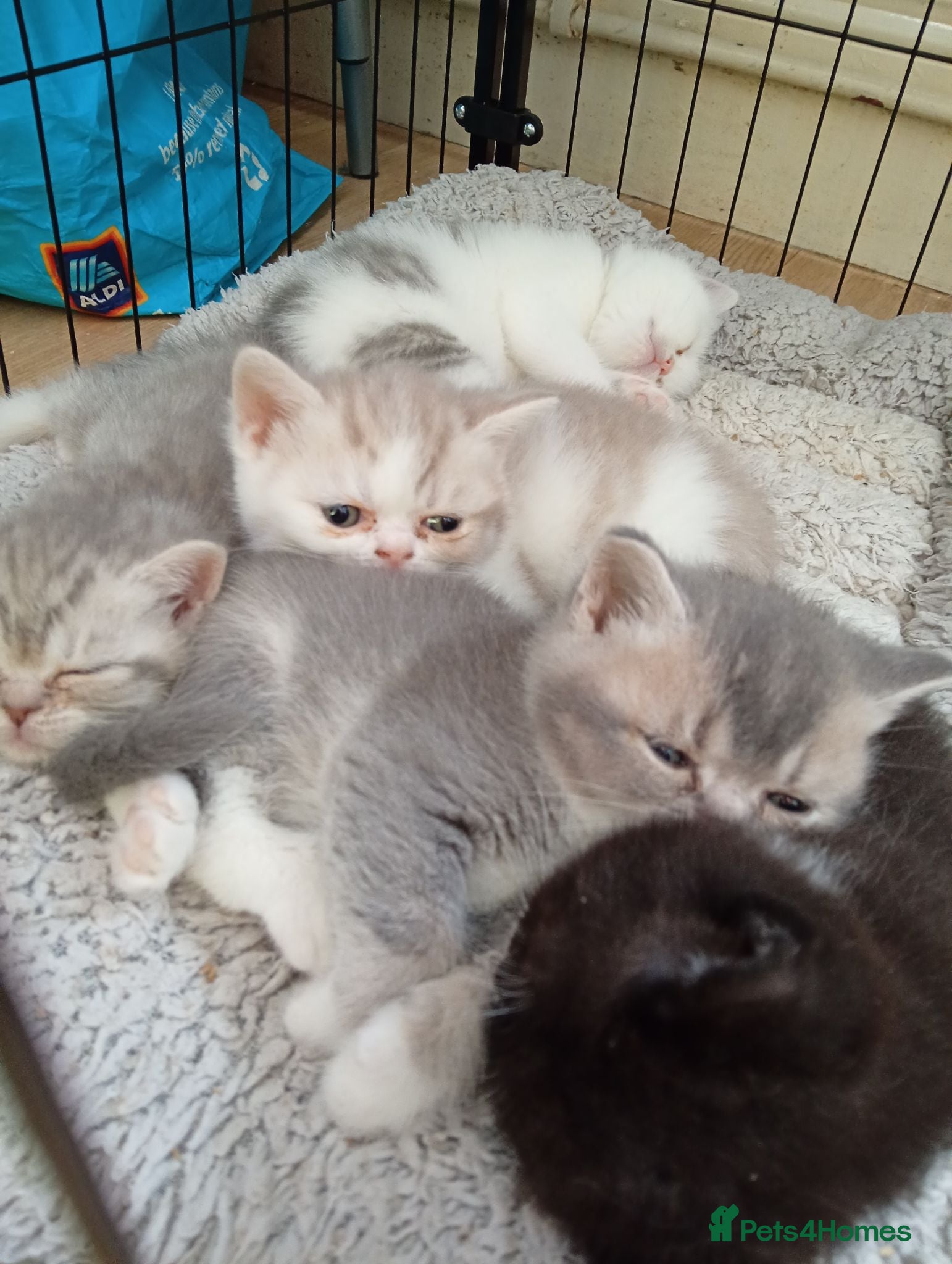 Mixed Breed cats Exotic shorthair x Scottish straight  - Advert 2