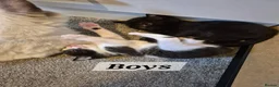 Ragdoll cats for sale: RAGDOLL X KITTENS 2 GIRLS 2 BOYS  - Advert 4