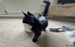 Maine Coon cats for sale: Reduced due to holiday! GCCF Reg Maine Coons - Image 5
