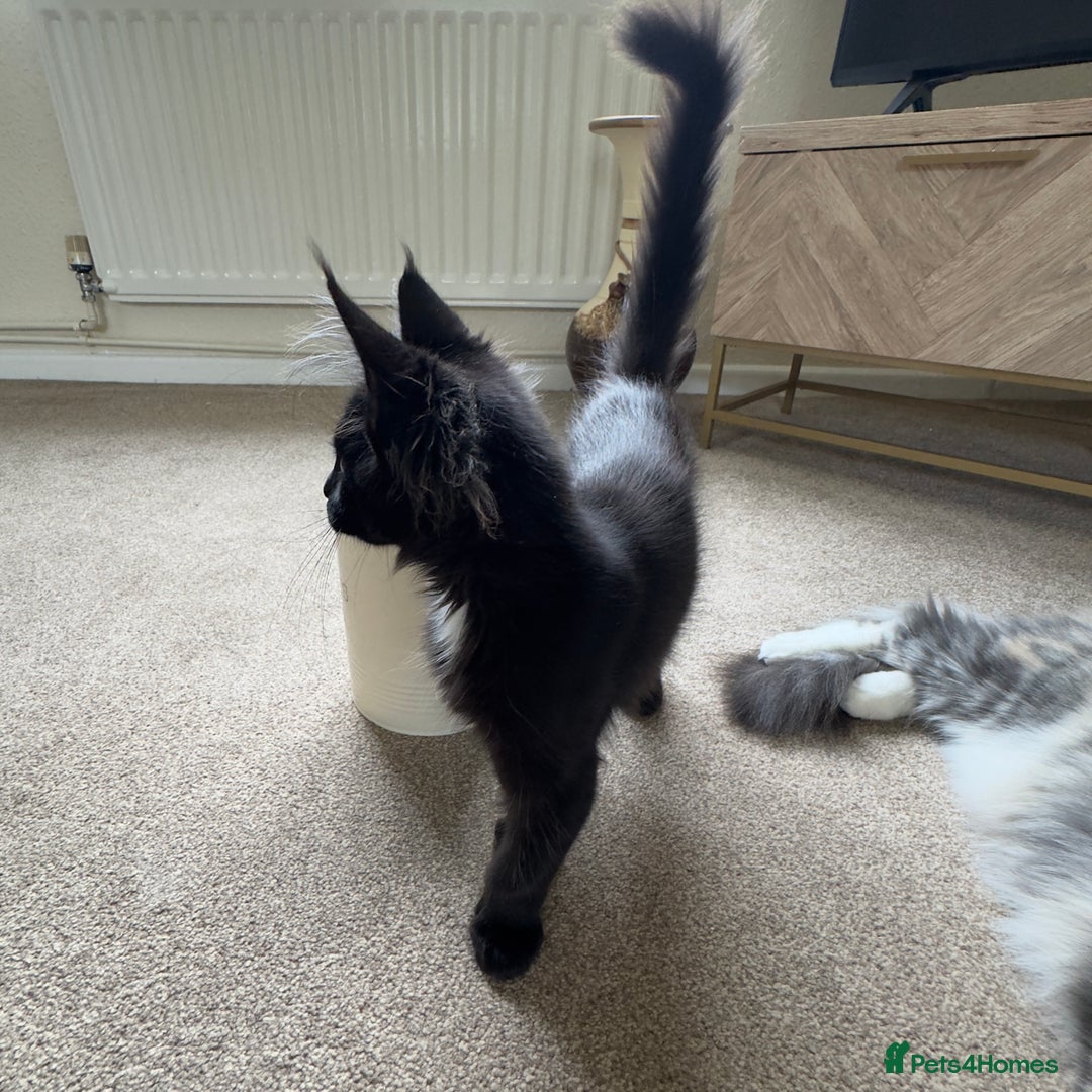 Maine Coon cats for sale: Reduced due to holiday! GCCF Reg Maine Coons - Image 5