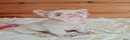 French Bulldog dogs for sale: Fluffy pink husky  **  in Stoke-on-Trent - Advert 2