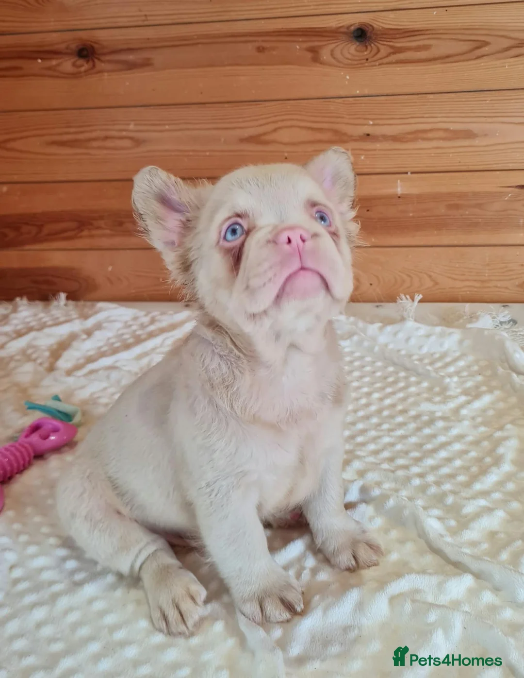 French Bulldog dogs for sale: Fluffy pink husky  **  in Stoke-on-Trent - Advert 2