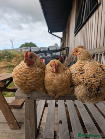 Chickens poultry - Advert 18