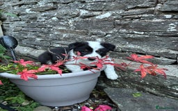 Border Collie dogs for sale: Unique Tri colour and piebald Border Collies  - Image 12
