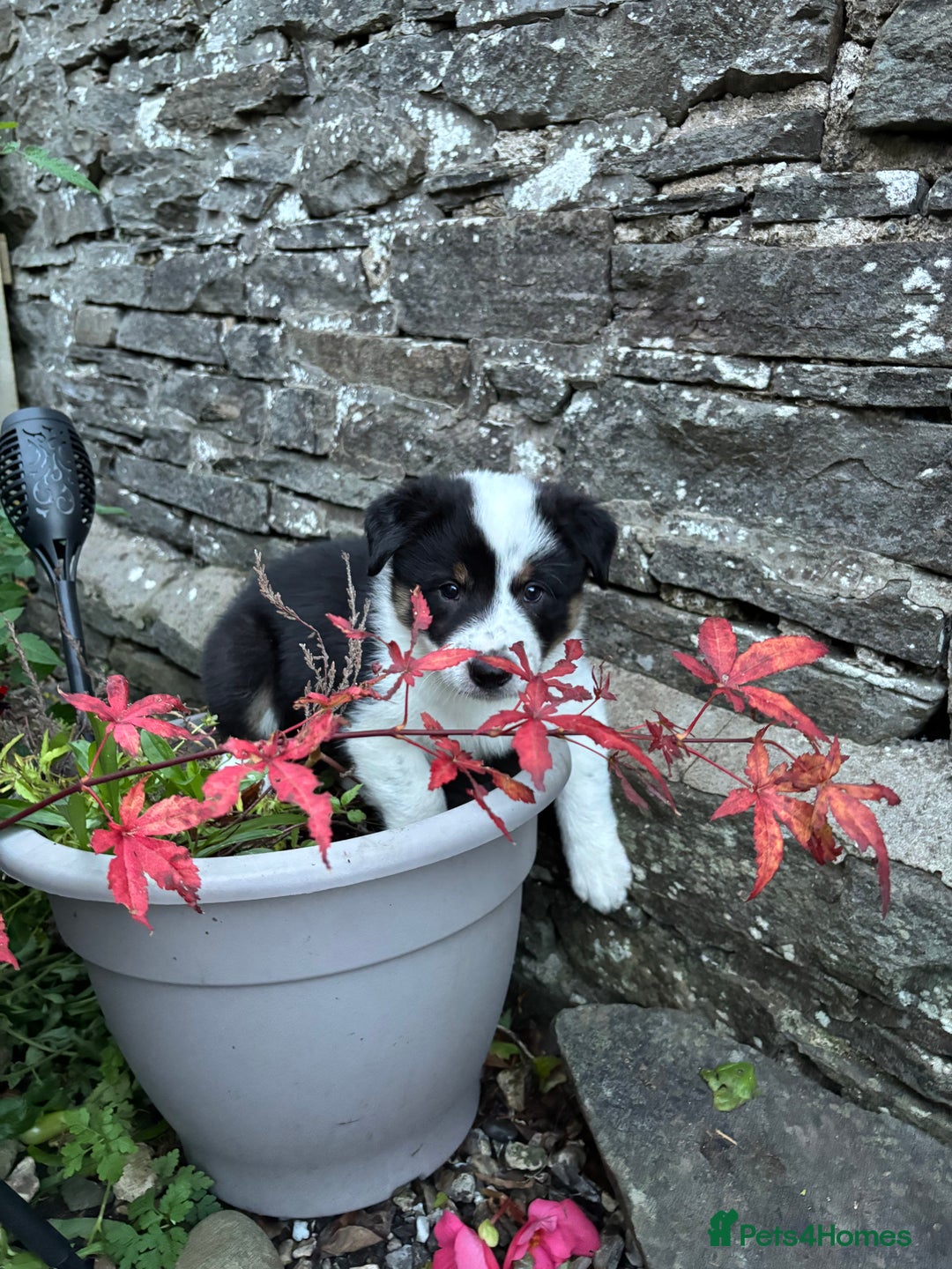 Border Collie dogs for sale: Unique Tri colour and piebald Border Collies  - Image 12