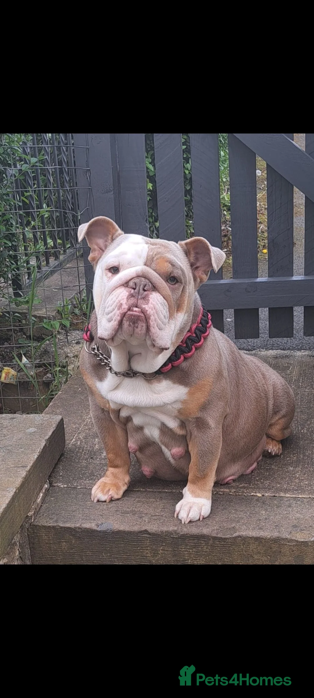 English Bulldog dogs for sale: Stunning English Bulldog Puppies - Ready Mid-July - Advert 2