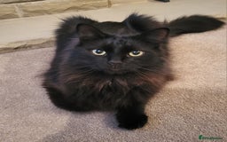 Ragcoon cats for sale: Racoon for Sale - Image 1