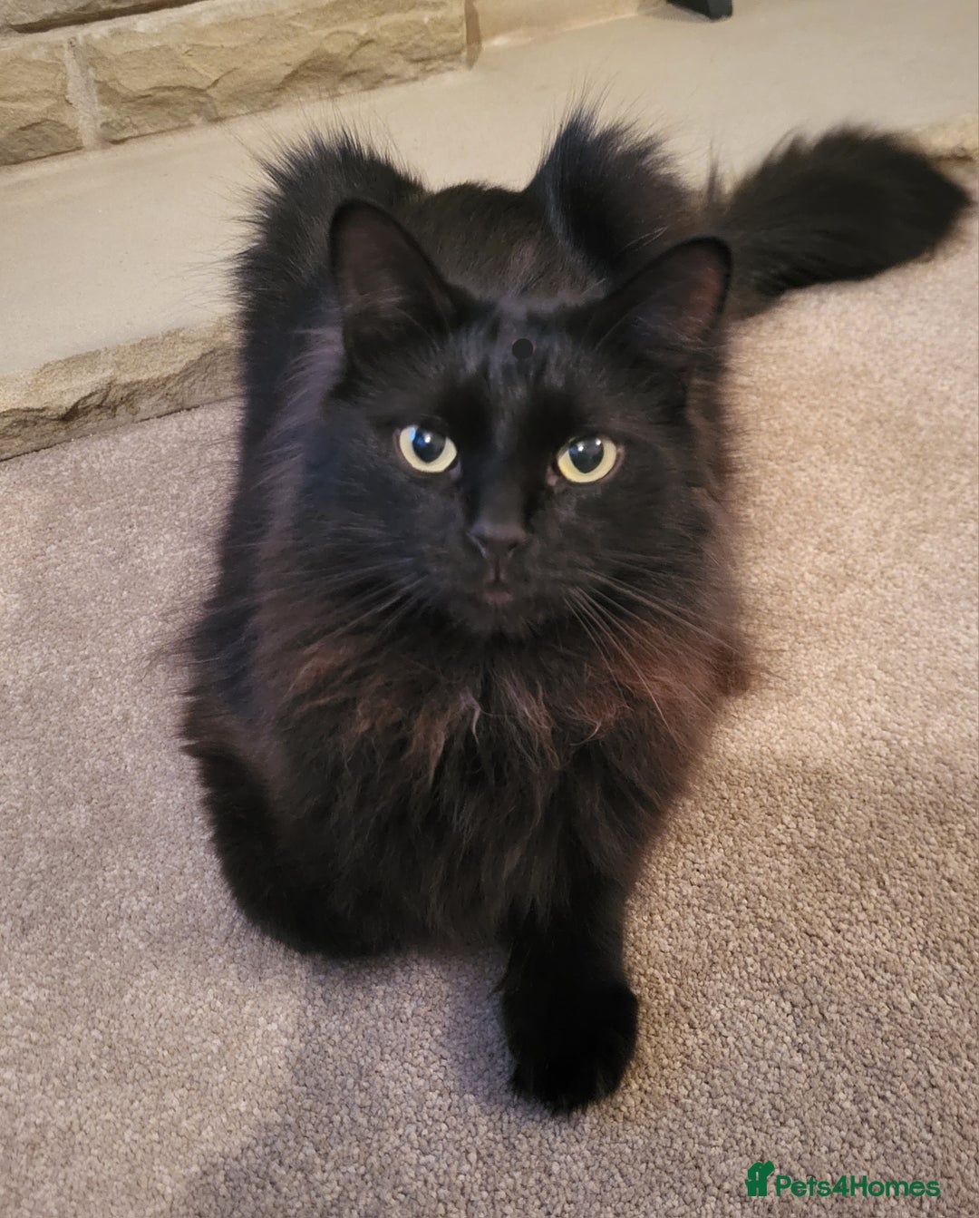 Ragcoon cats for sale: Racoon for Sale - Image 1