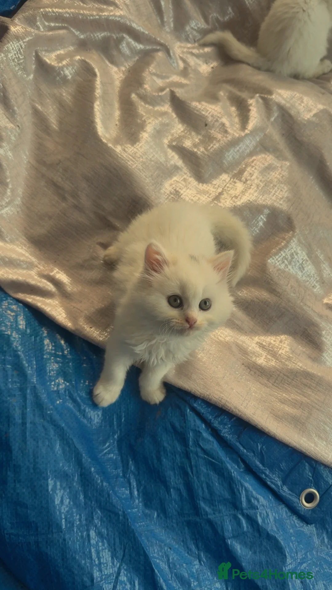 Scottish Fold cats for sale: Scottish fold Turkish angora  - Advert 2