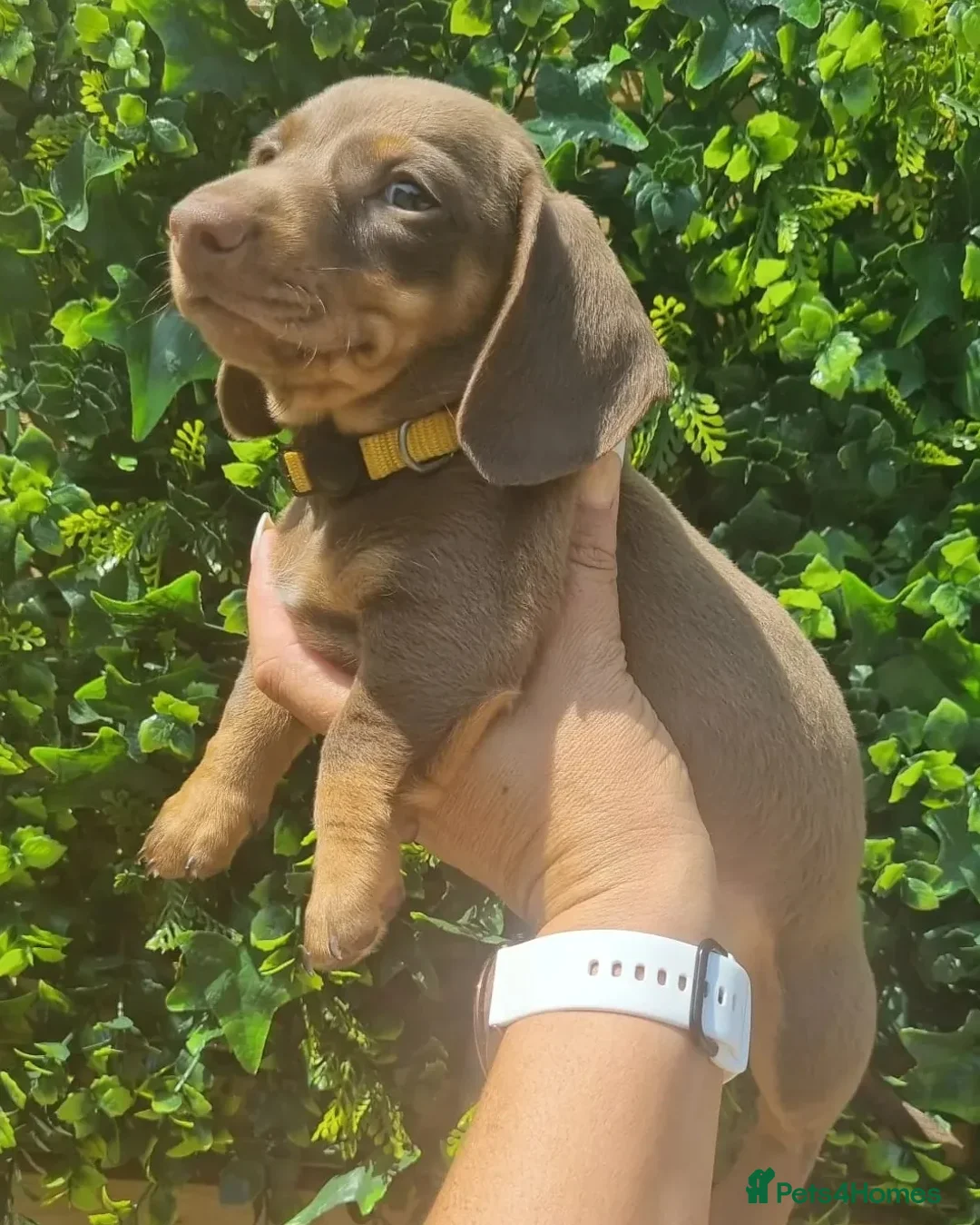 Miniature Dachshund dogs for stud: **RogueRoyales Hennessy** PRA Clear Isabella & Tan in Wolverhampton - Advert 22