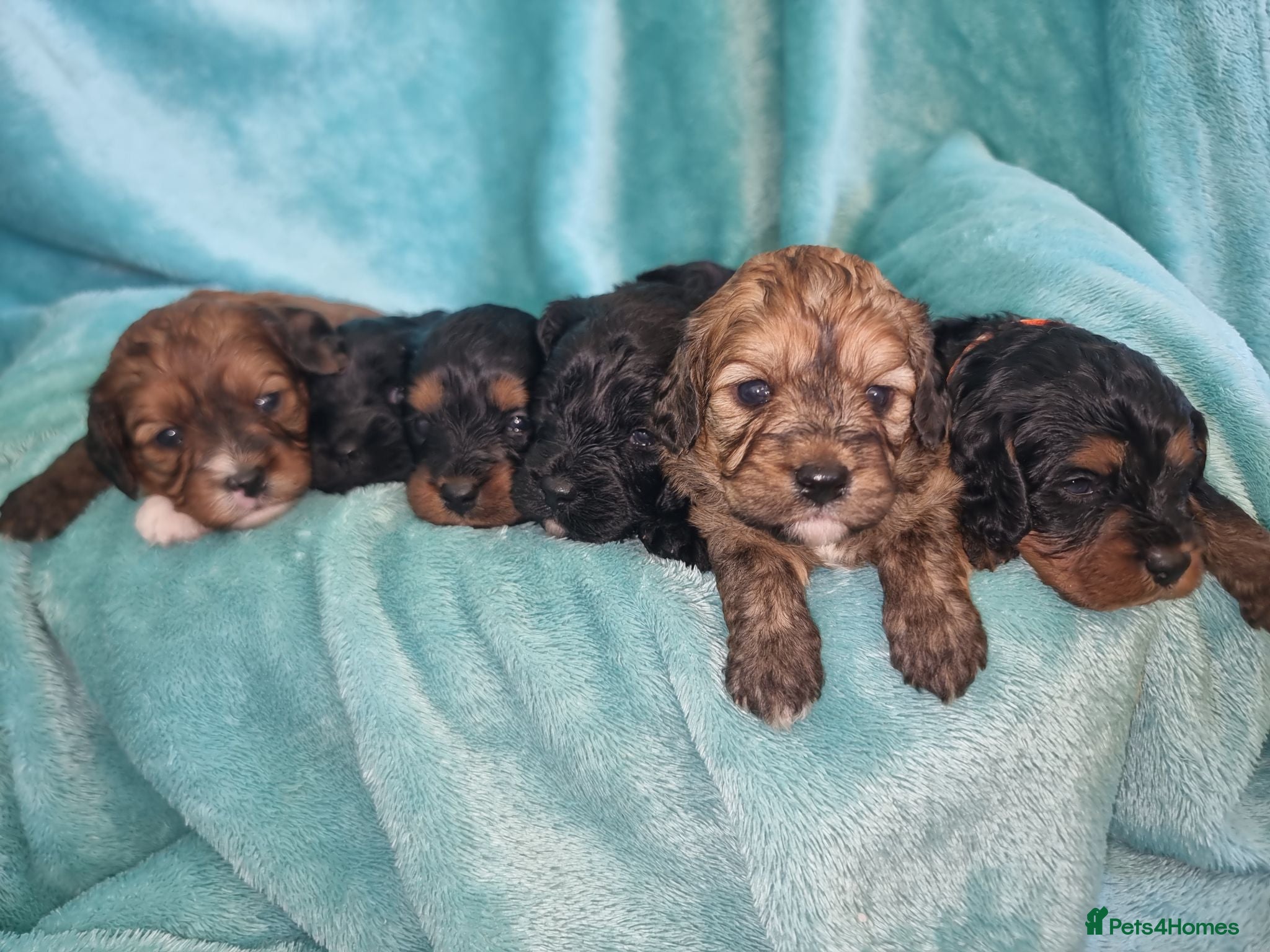 Cavapoo dogs Cavapoo F1 vet checked home raised pups - Advert 14
