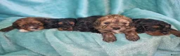 Cavapoo dogs for sale: Ready Now - 3 Girl F1 Toy Cavapoos Health Checked - Advert 16