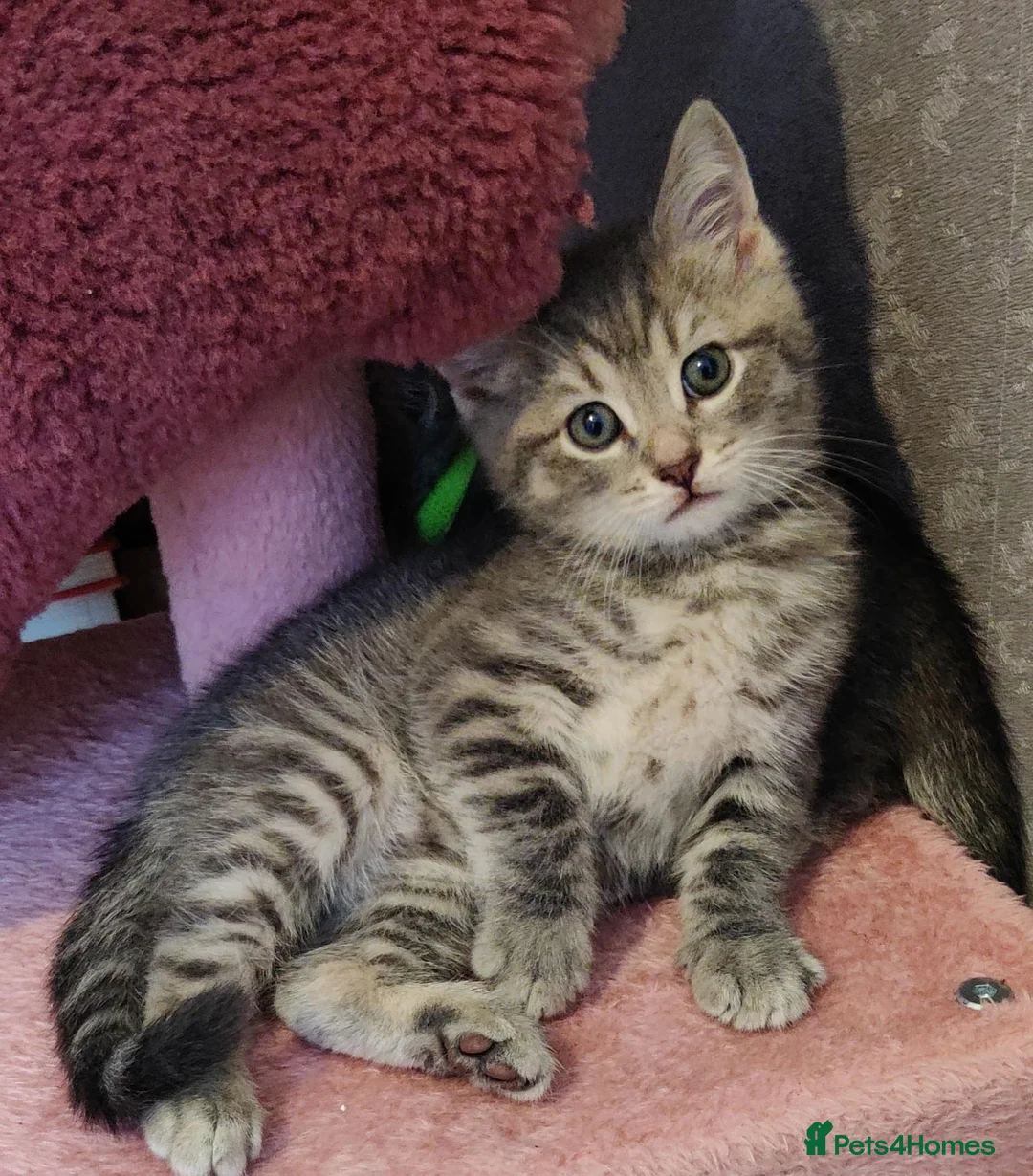 Russian Blue cats for sale: Beautiful Kitten female 8 weeks  - Advert 1