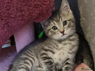 Russian Blue cats Beautiful Kitten female 8 weeks - Advert 18