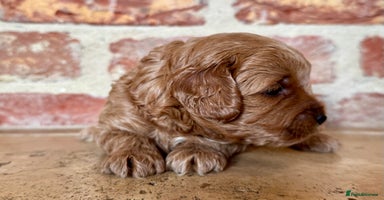 Cavapoo dogs - Advert 4