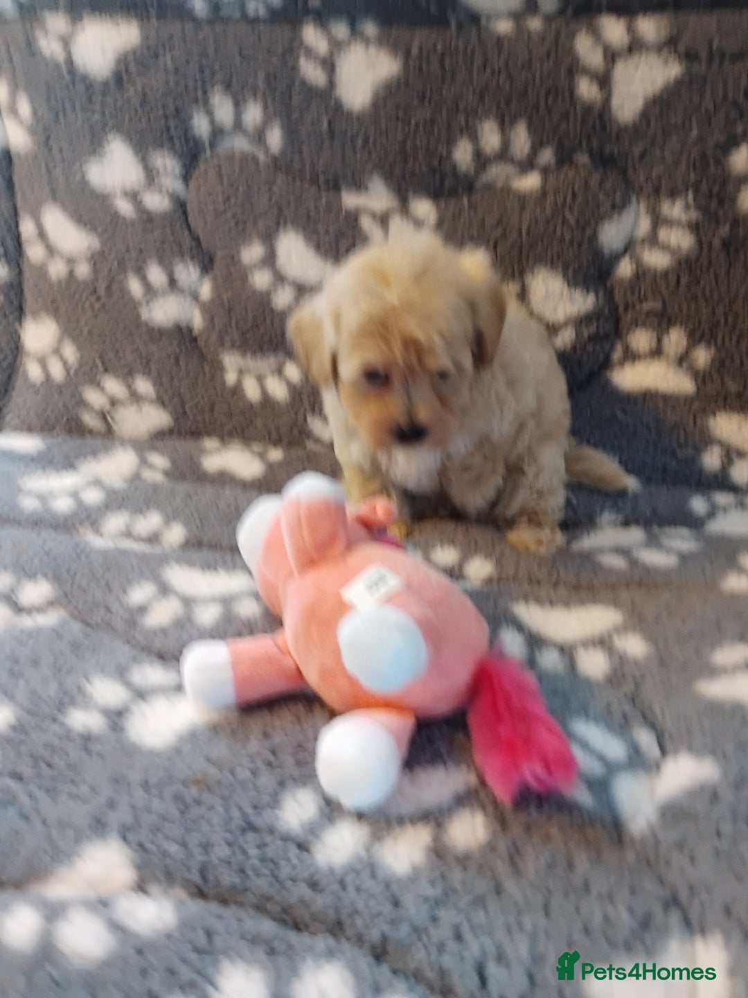 Maltipoo dogs for sale: Maltipoo puppies  - Advert 18