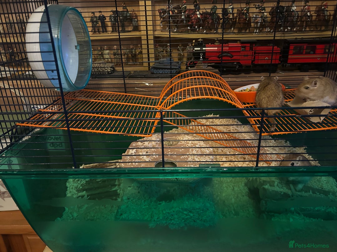 Gerbil rodents for sale: 3 Male Gerbils - Image 2