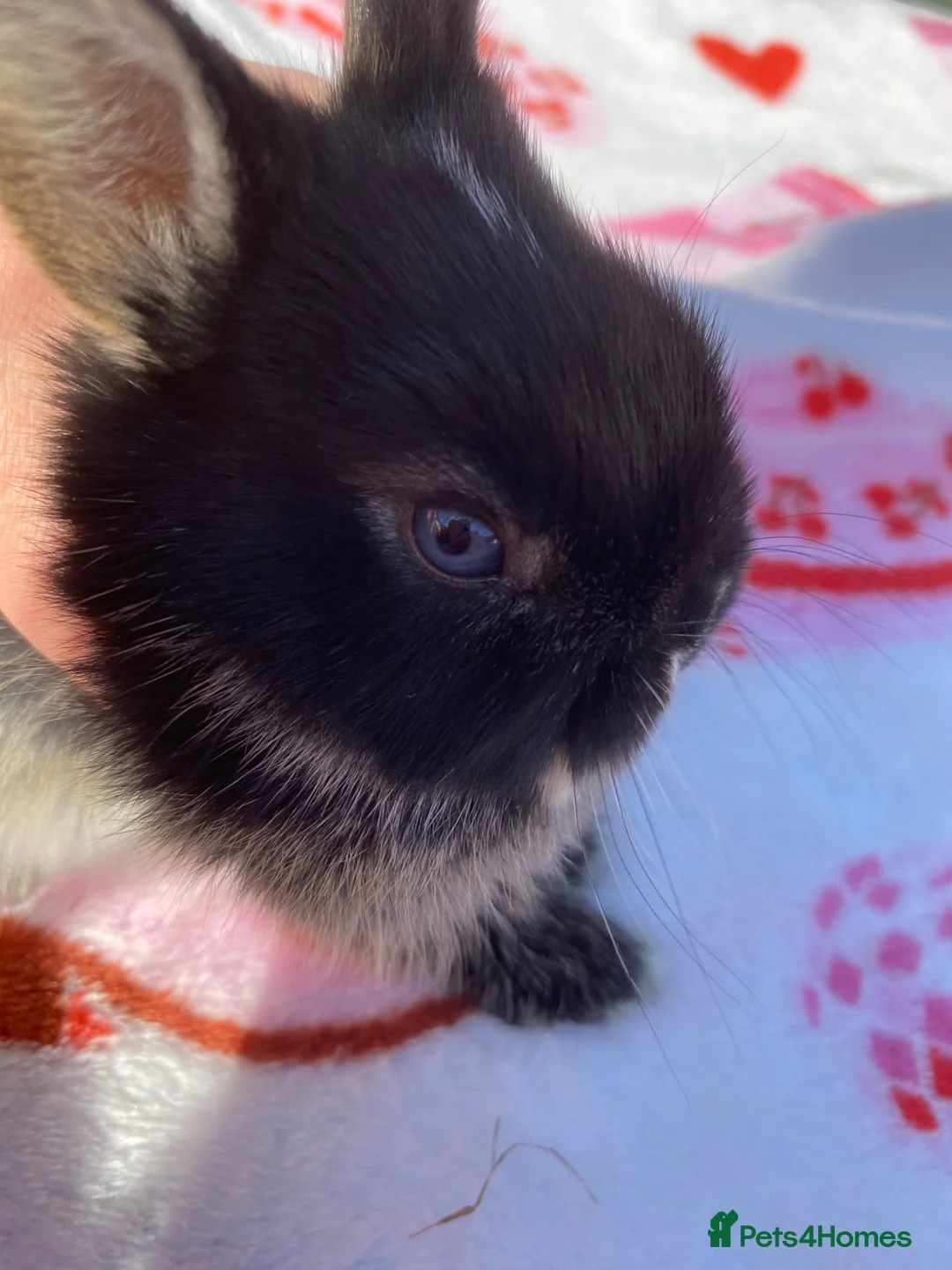 Netherland Dwarf rabbits for sale: Ready to reserve  - Advert 1