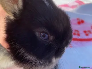 Netherland Dwarf rabbits Ready to reserve - Advert 5